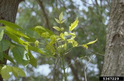 Stunted, light green/yellow foliage