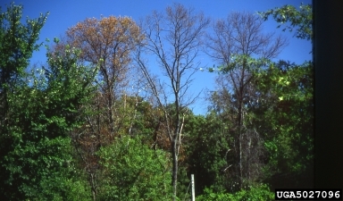 A tree with brown leaves amidst a forest of trees with green leaves.