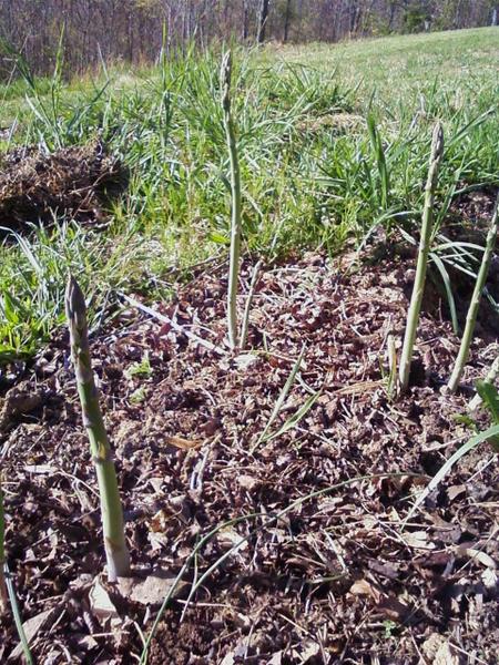 Asparagus shoots