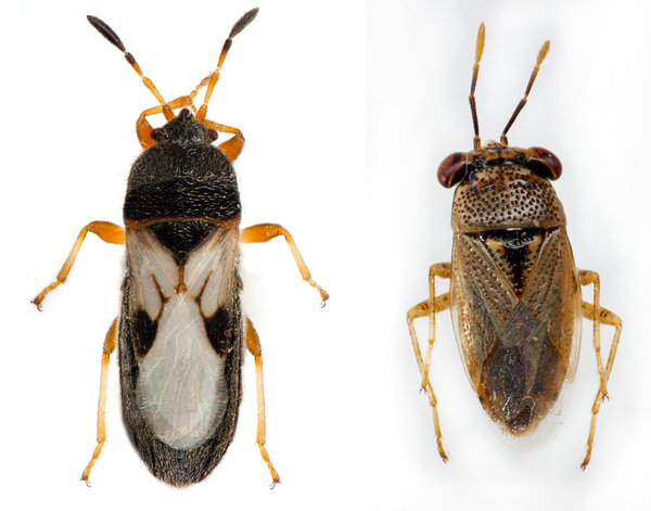 Chinch bug adult (left) has black and white markings vs big-eyed bug (right) is smaller with brown and black markings