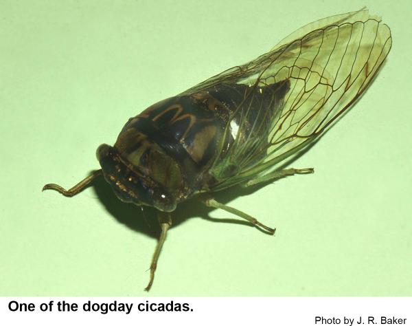 One of the dogday cicadas