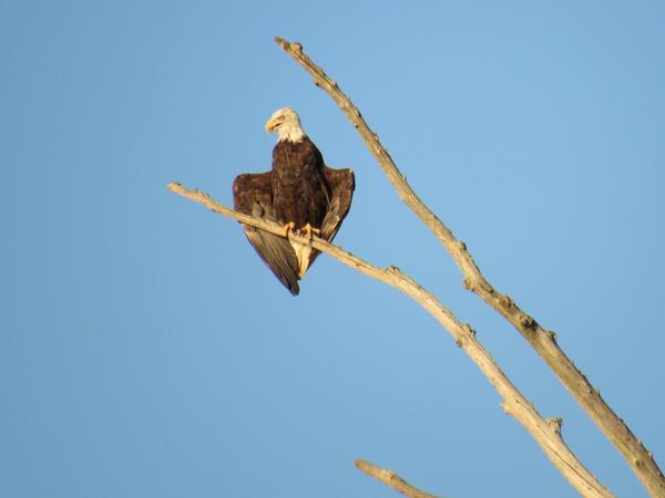 Photo of bald eagle on snag