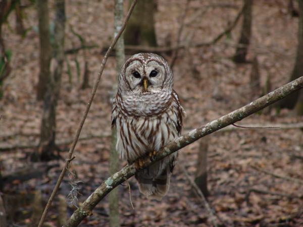 Photo of barred owl.