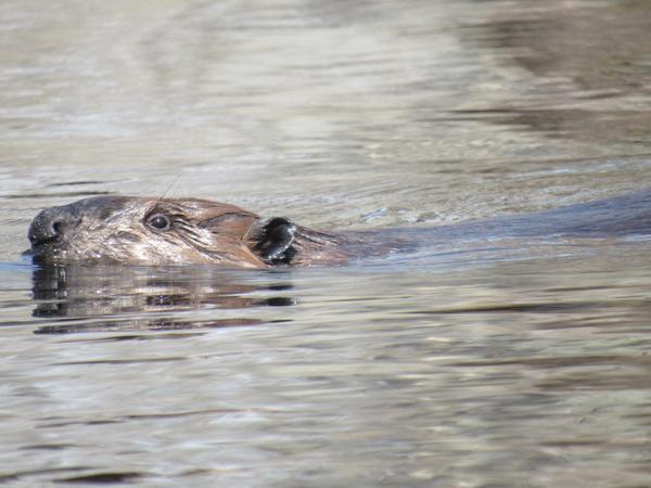 photo of beaver swimming toward lodge with only head visible