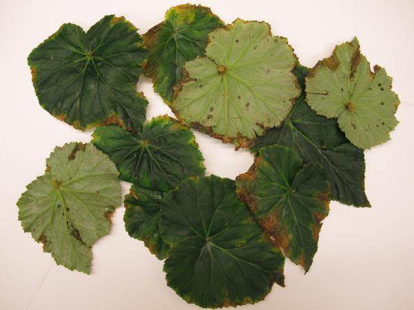 Begonia leaves with spots
