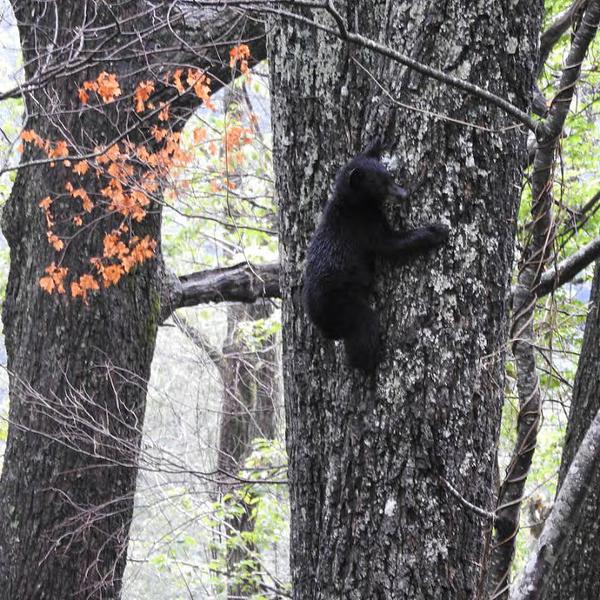 Photo of black bear climbing a tall tree