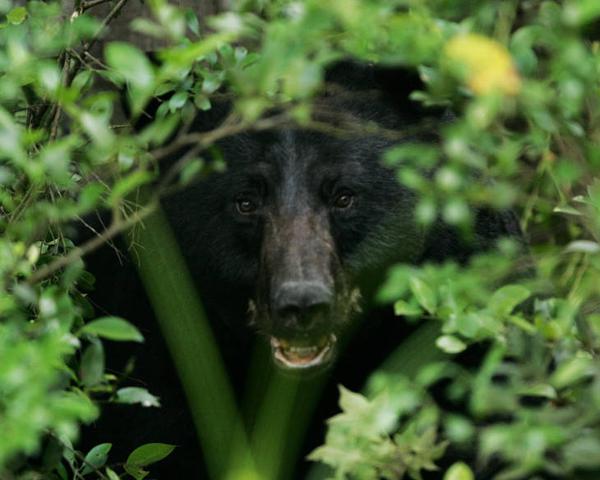 Photo of black bear in heavy cover
