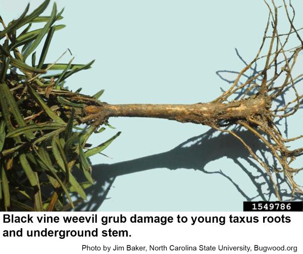 Black vine weevil grub damage to young taxus roots and underground stem