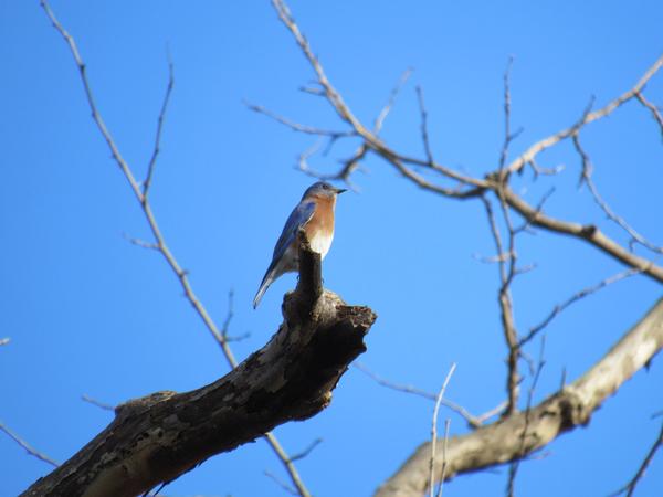 Photo of bluebird on a snag.