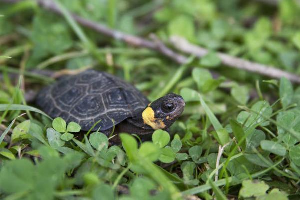 Photo of a bog turtle within clover and grass field