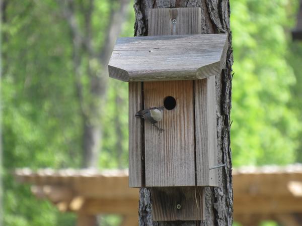 Photo of brown-headed nuthatch using a nest box