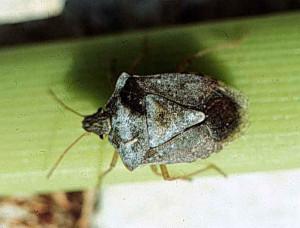 Photo of brown stink bug
