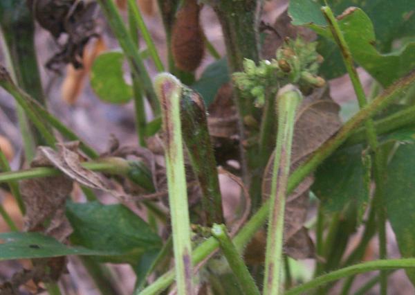 Thumbnail image for Tobacco Ringspot Virus of Soybean