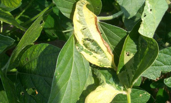 Thumbnail image for Cowpea Chlorotic Mottle Virus of Soybean