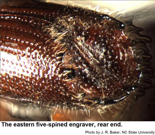 Eastern five-spined engravers have five spines