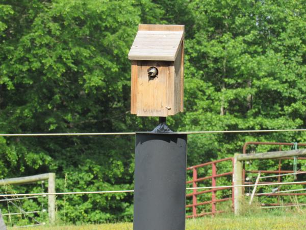 photo of chickadee in a birdbox