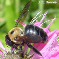 Figure 1. Carpenter bee on a flower.