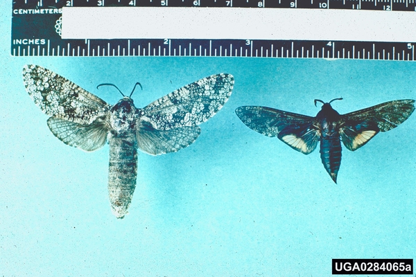 Two brown-colored moths spread on blue background