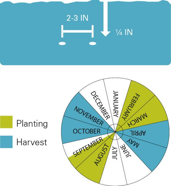 Planting depth and spacing, planting dates and harvest dates for carrots.