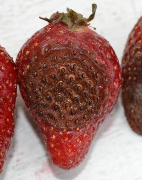 Anthracnose Ripe Fruit Rot in Field -sporulation