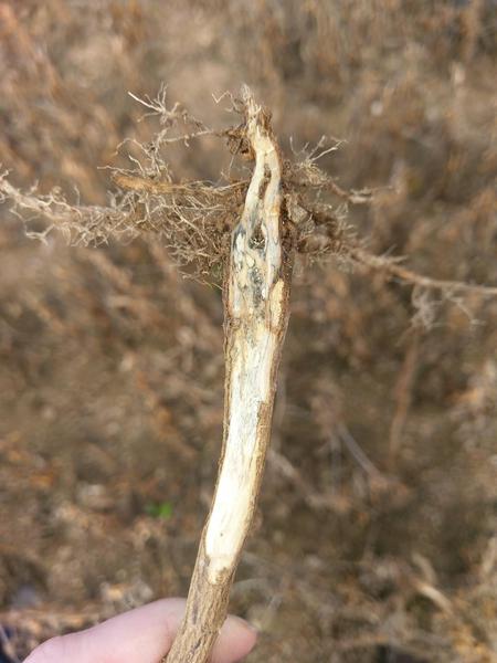 Thumbnail image for Soybean Charcoal Rot