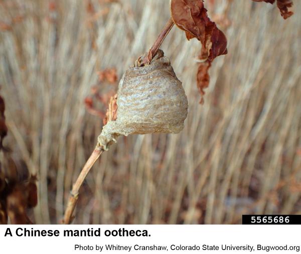 A Chinese mantid ootheca