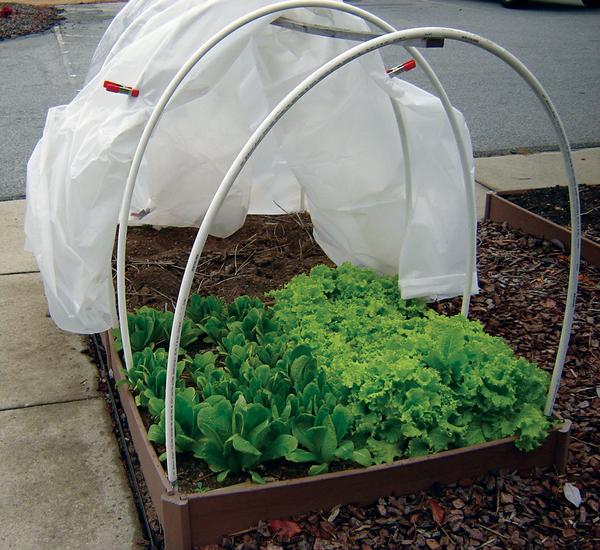 A bed of lettuce covered by a cold frame with the cover rolled back for access.