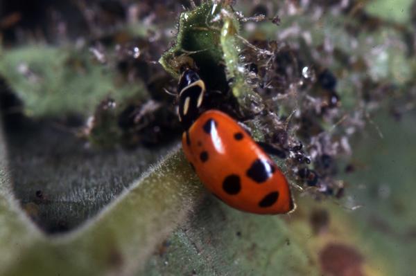 Thumbnail image for Lady Beetles in the Landscape