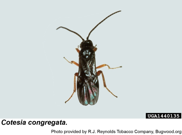 Thumbnail image for Cotesia Congregata, Parasitoid