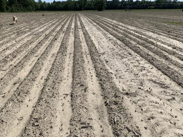 Variability in soybean emergence from crusting