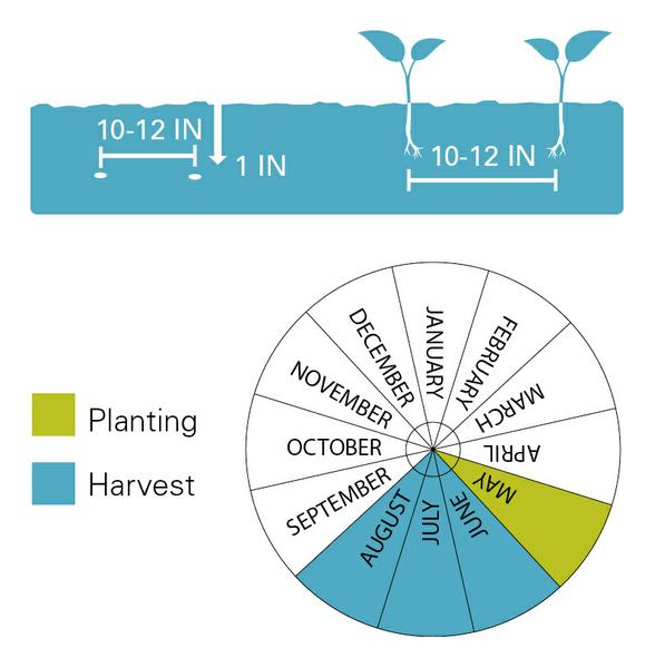 Chart illustrating planting/harvest timeline as well as planting depth for cucumbers