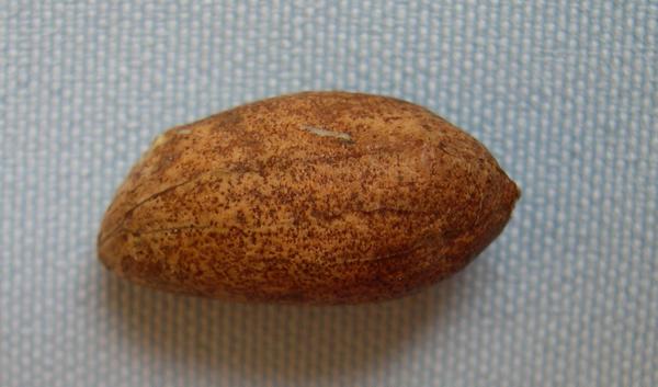 Photo of speckeled seed.