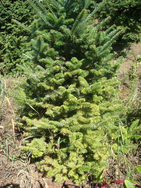 Photograph of a Fraser fir with yellow needles.