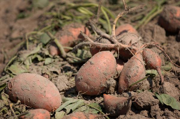Sweetpotatoes still in the ground.