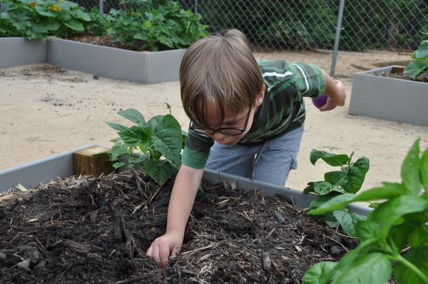 A child pushes a seed into the soil of a raised planter.