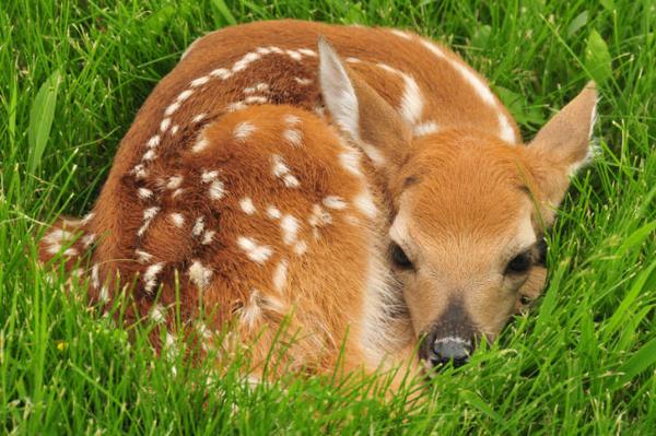 Image of a fawn resting in light cover