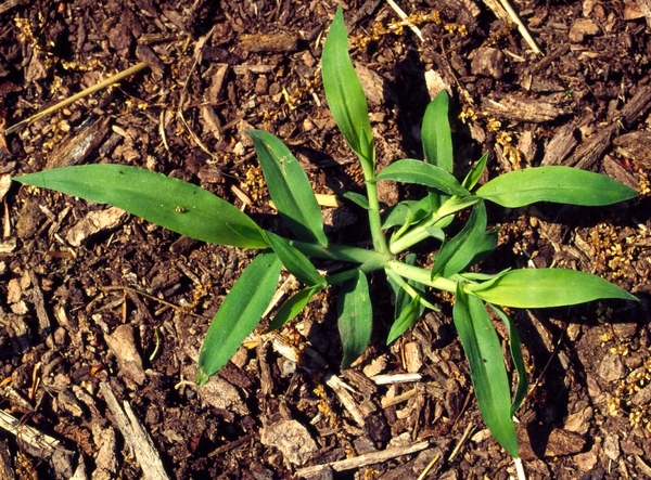 seedling crabgrass with 4 tillers