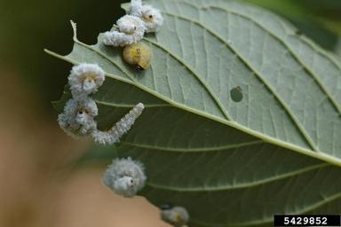 Larvae on a leaf are white and fuzzy in appearance.