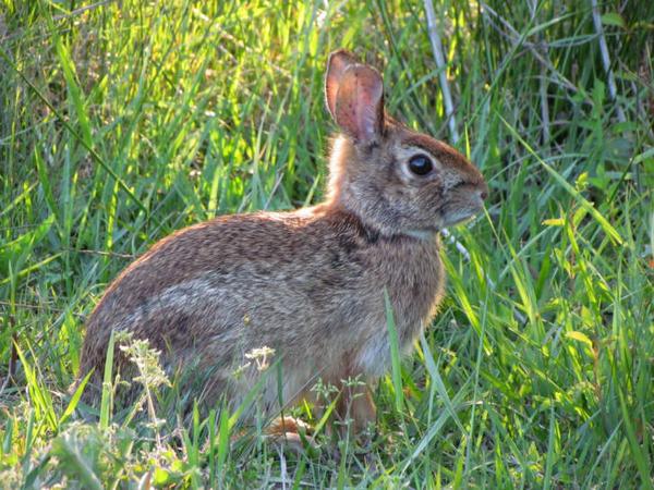 Image of bunny in field
