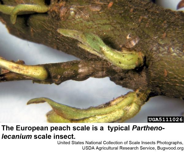 European peach scale