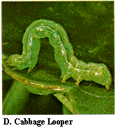 Figure D. Cabbage looper.