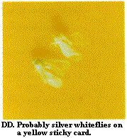 Figure DD. Probably silver whiteflies on a yellow sticky card.