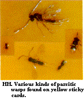 Figure HH. Various kinds of parasitic wasps found on yellow stic