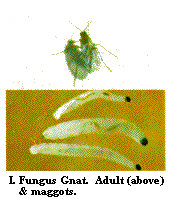 Figure I. Fungus gnat. Adult (top) and maggots.