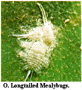 Figure O. Longtailed mealybugs.