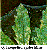 Figure Q. Twospotted spider mites.