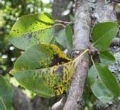 Pear tree foliage with yellow areas and brown spots