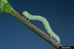 A green caterpillar inches along on a twig