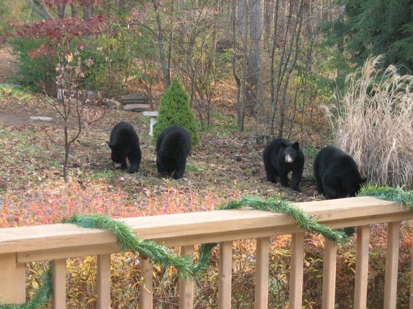 Photo of black bears in a suburnban backyard setting.
