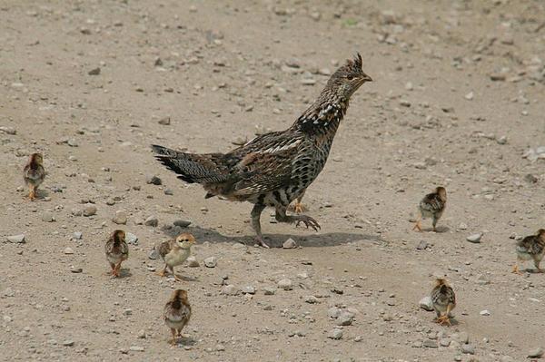 Photo of female grouse with  six chicks by her side
